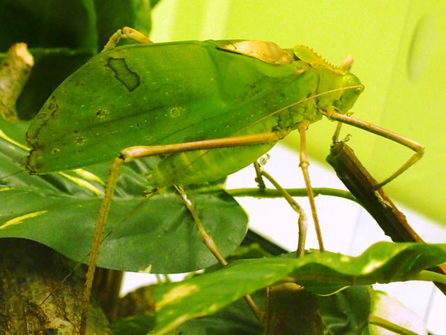 世界最大級のキリギリスマレーオオコノハギスペア標本