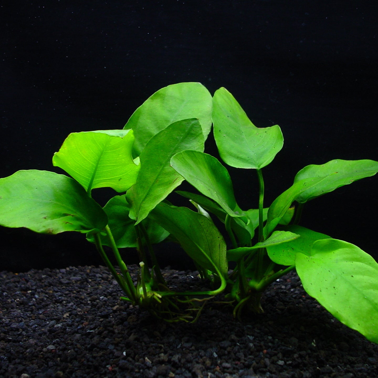 アヌビアス ナナ 水上葉 5cmポット 1pot – 水草屋