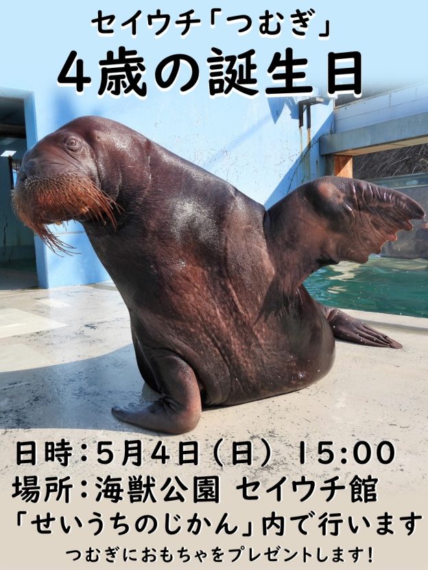 おたる水族館…セイウチ｢つむぎ｣4歳の誕生日イベント開催(5/4 15:00