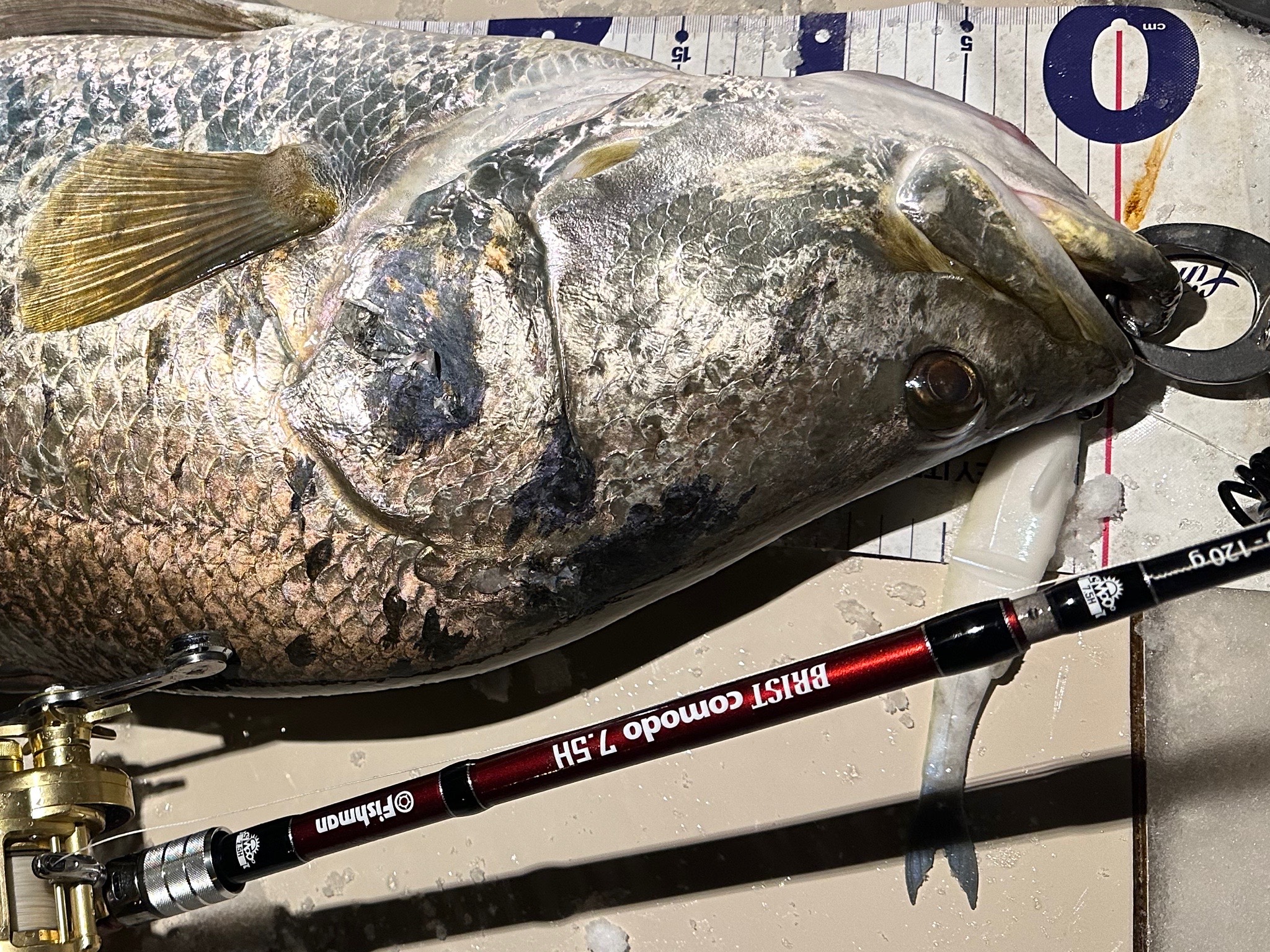 Fishman BRIST comodo 7.5H インプレ | アカメブログ