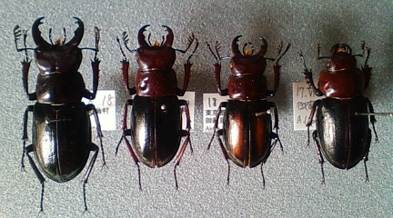 ミクラミヤマクワガタ | 虫けら屋の「ちょっと虫採り行ってくる！」