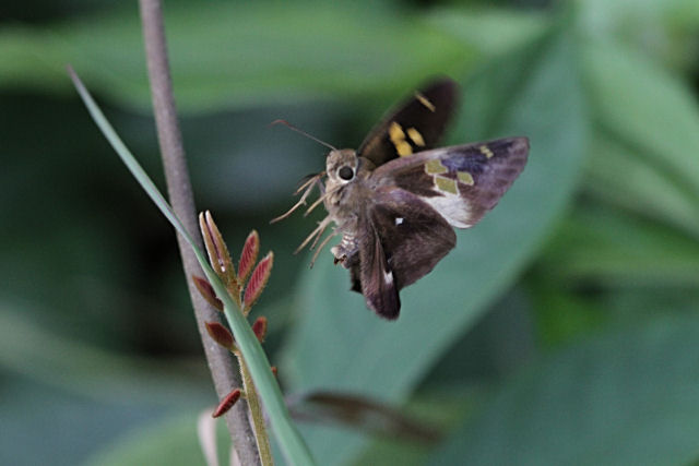 テツイロビロウドセセリ 3頭 テツイロビロウドセセリ