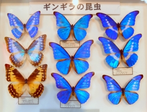 空飛ぶ宝石「モルフォチョウ」 | 自由に たおやかに