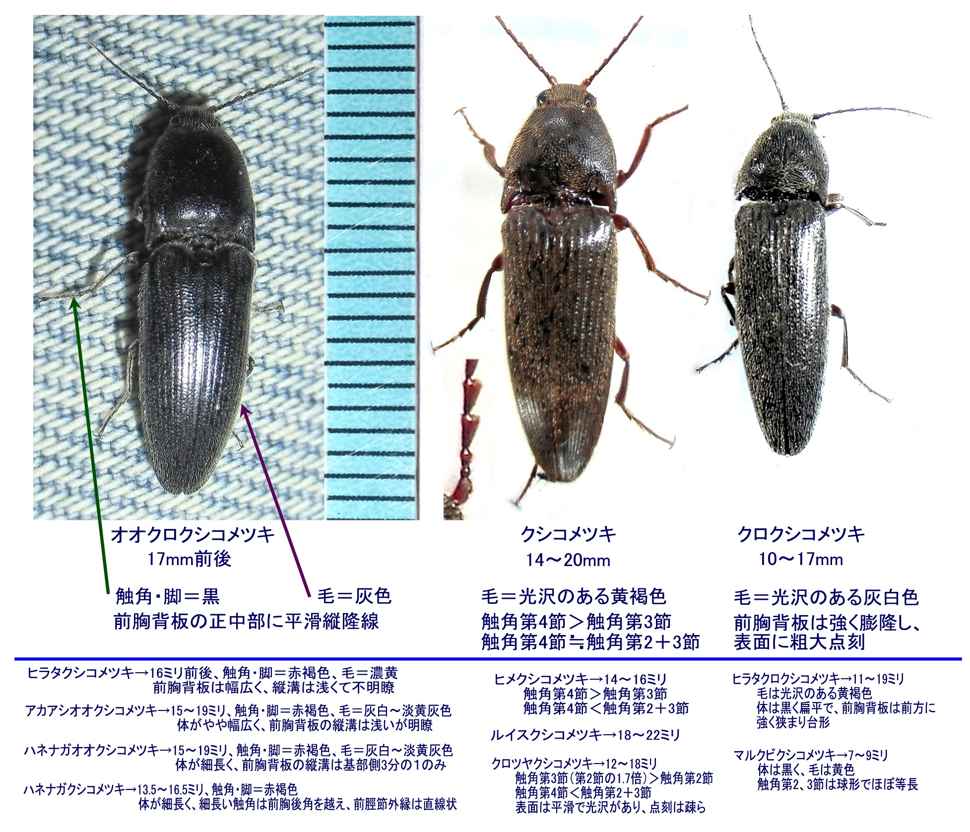 38mm】アングラトゥスミカドコメツキムシ フェラーリコメツキムシ甲虫