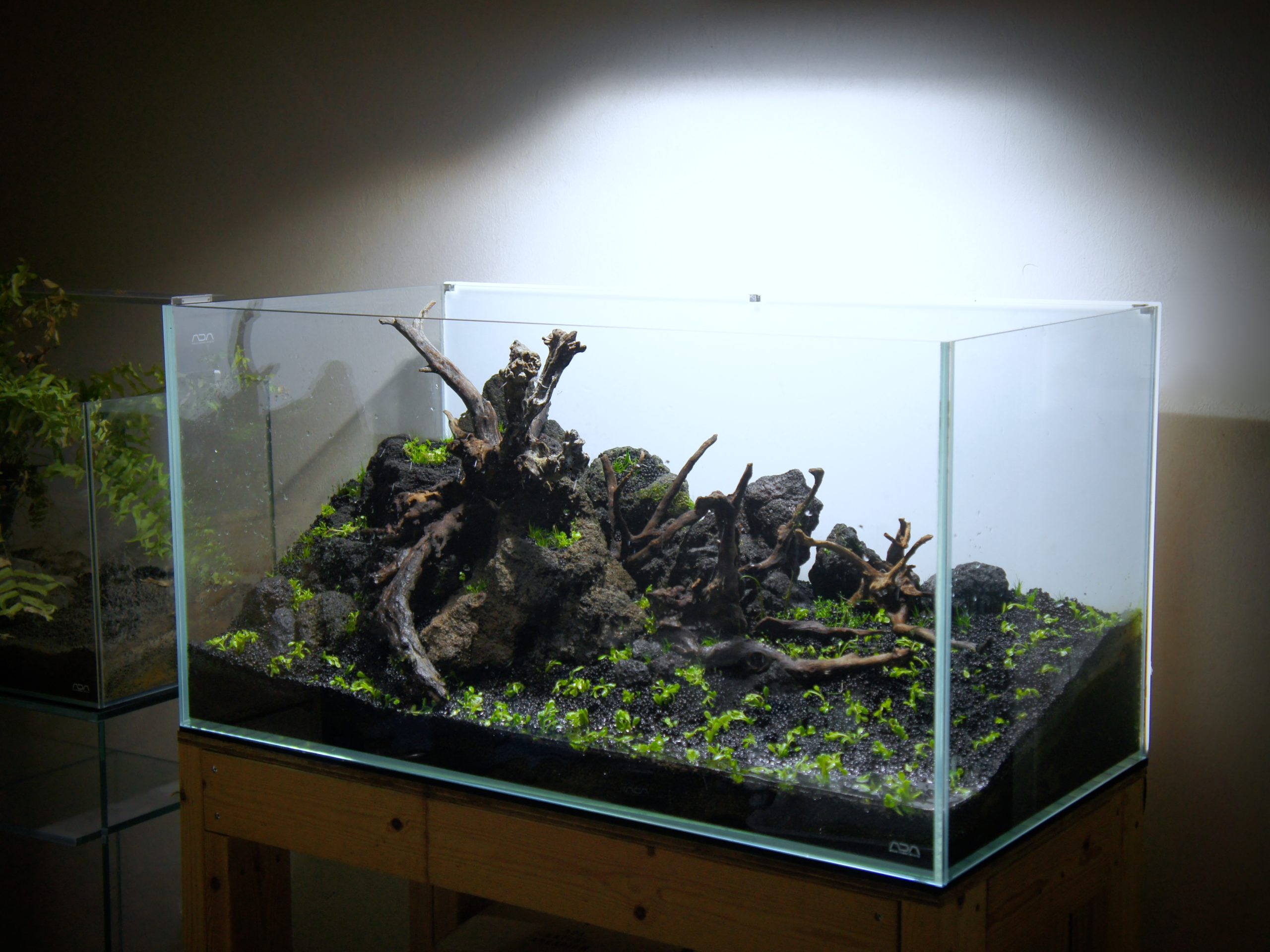 雲山石と睡蓮で新緑をイメージした90cm水草レイアウト水槽！ - The