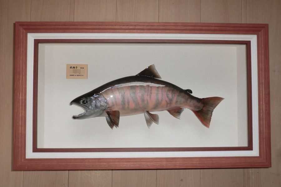 作品紹介 - 魚類剥製工房 鬼怒川はくせい
