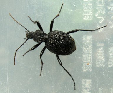 北海道生物図鑑「セダカオサムシ」