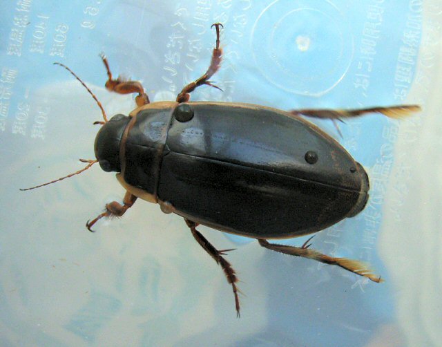 北海道生物図鑑「ゲンゴロウモドキ」