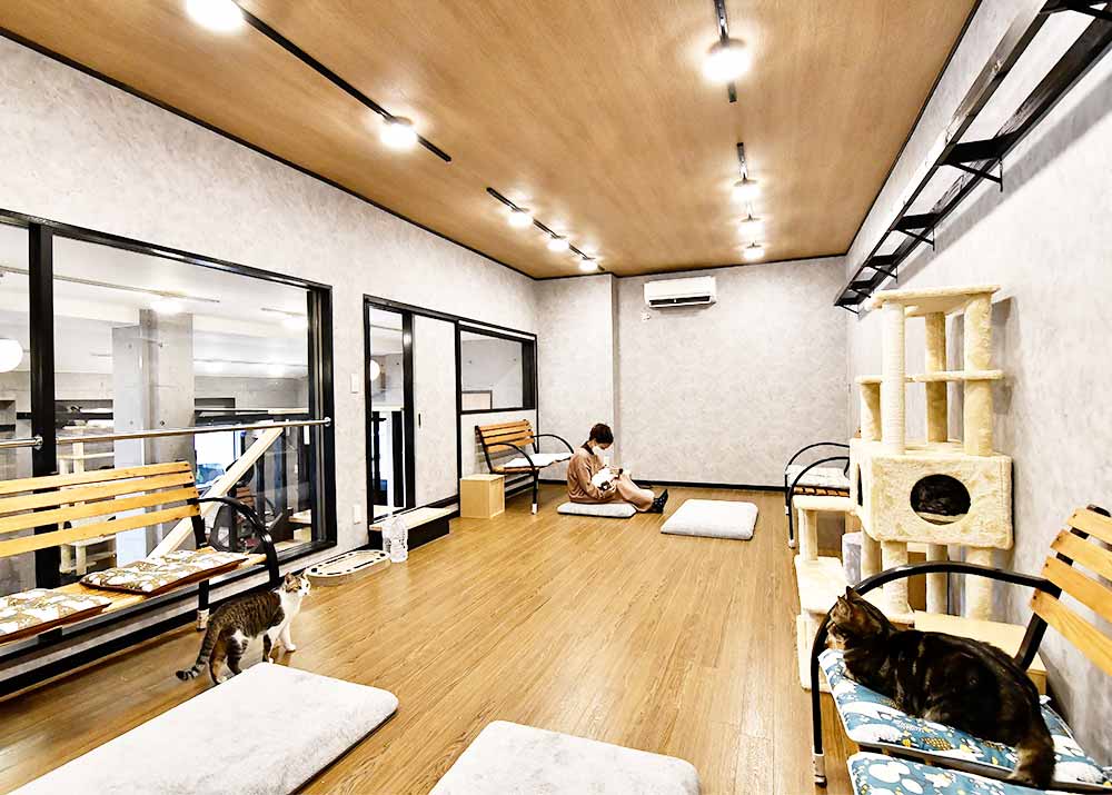 伊豆高原ねこカフェにゃおん【公式】静岡県伊東市