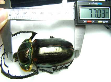 ヤンソンテナガコガネ | しんちゃんのクワガタ日記 - 楽天ブログ