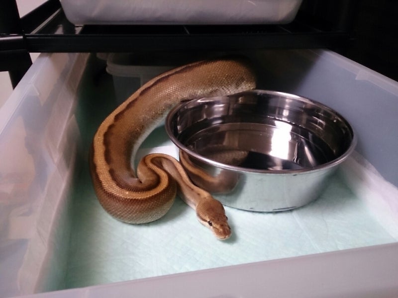 ビジョンラック 番外編 | ボールパイソン飼育日記