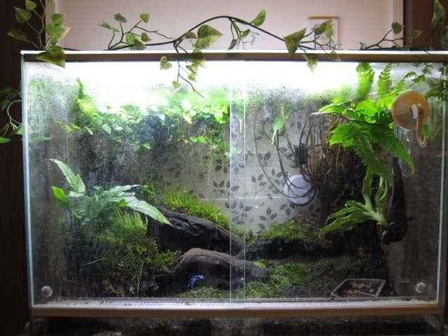 コバルトヤドクガエルのケージ | ナルさんの生き物日記