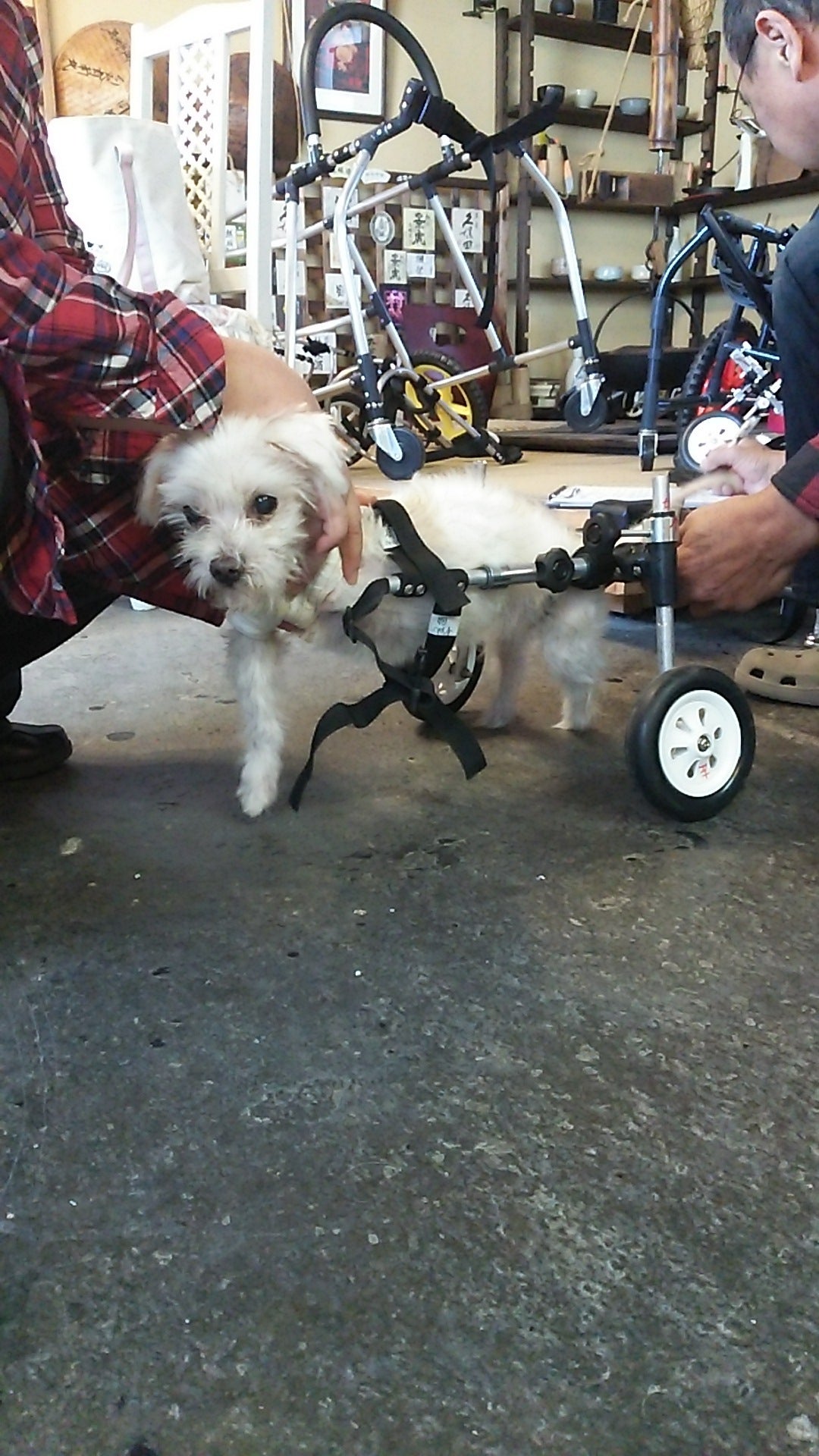 ポチの車椅子さんに行ってきました | え！犬に鍼灸 !?