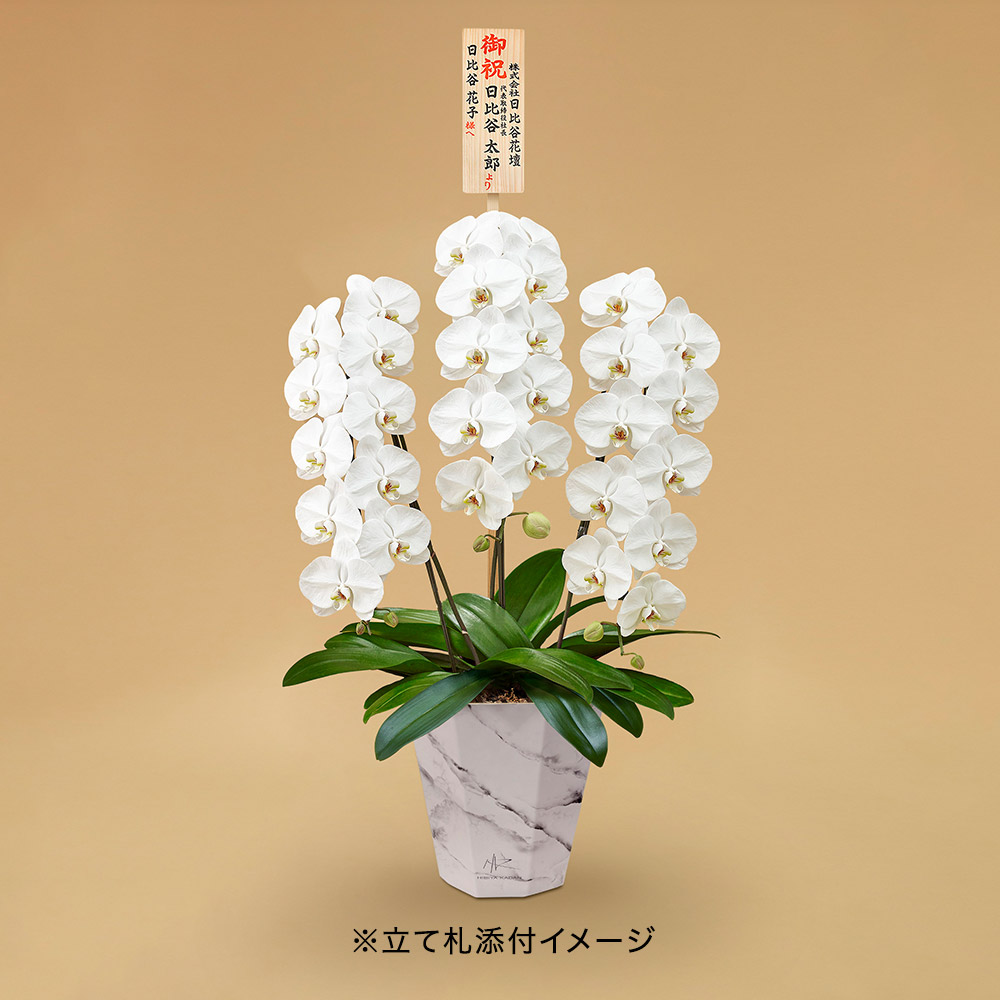 胡蝶蘭（ホワイト）3 本立ち 【white e-pot仕様】 | 花・花束を贈る