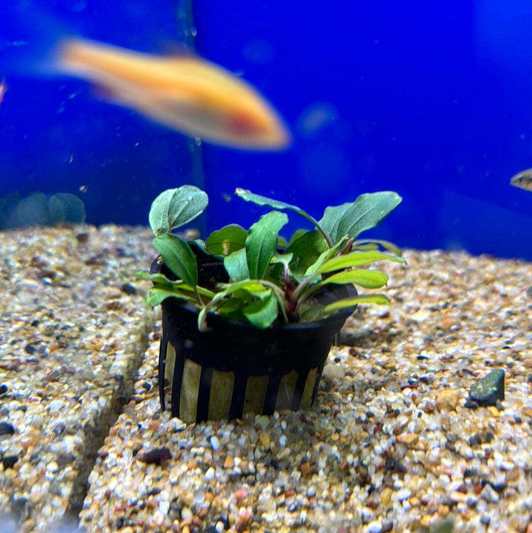 Bucephalandra Assorted Pots – ageofaquariums