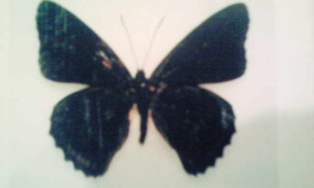 オオイチモンジ！: 蝶屋（Tefu-ya）のブログ