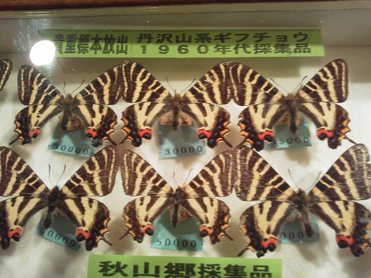 ギフチョウ！: 蝶屋（Tefu-ya）のブログ