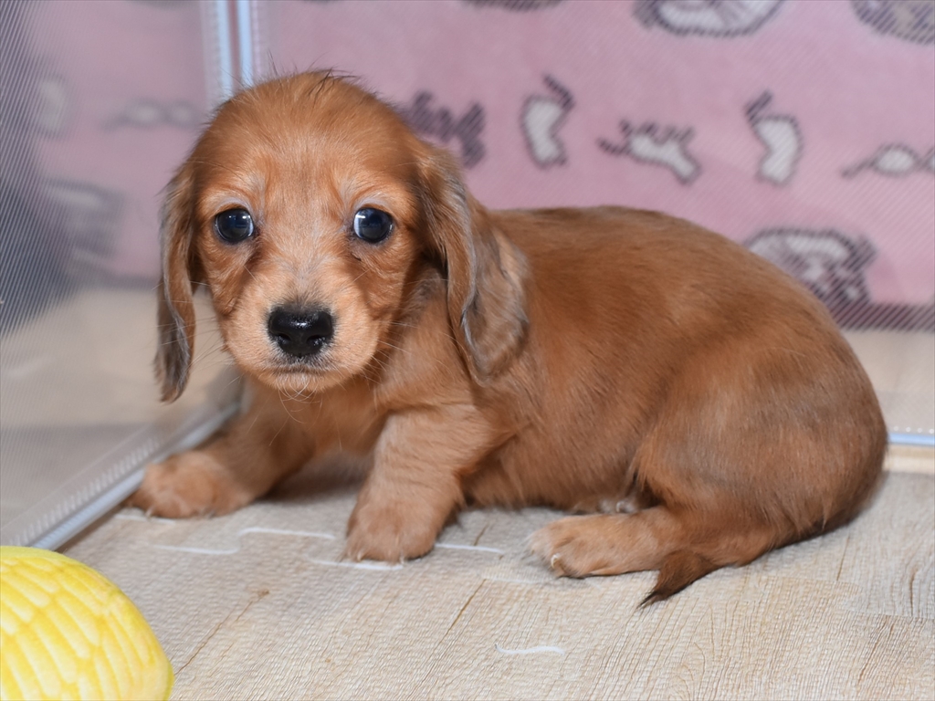 ミニチュアダックスフンド、レッドダップルのオス（ウメ母） | 【公式