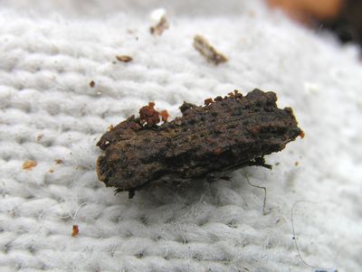 アトコブゴミムシダマシ