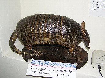 野生生物の国際取引を禁止、規制 産業、暮らしにも影響ワシントン