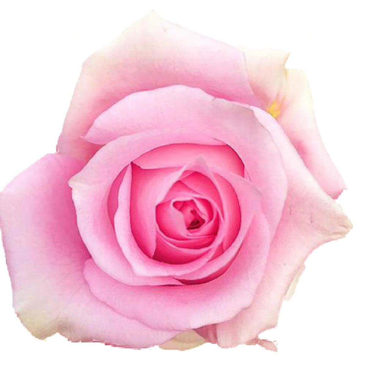Wholesale Impression Pink Roses | Impression Pink Roses