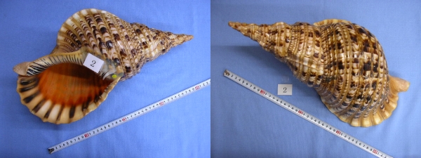タカシェル 法螺貝 ほらかい ホラガイ ほら貝 口金