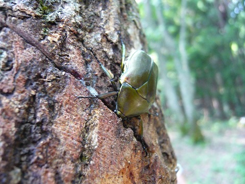 しいたけの森プロジェクト : 遂に!!