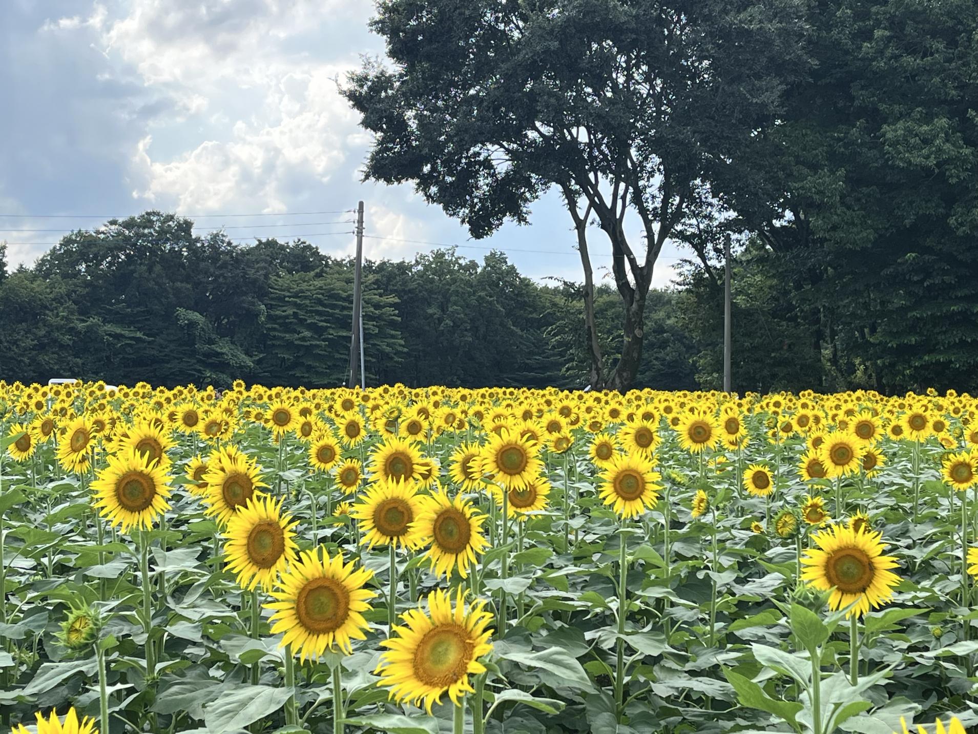 令和6年度ひまわり開花状況 | 上三川町公式ホームページ｜ORIGAMIのまち