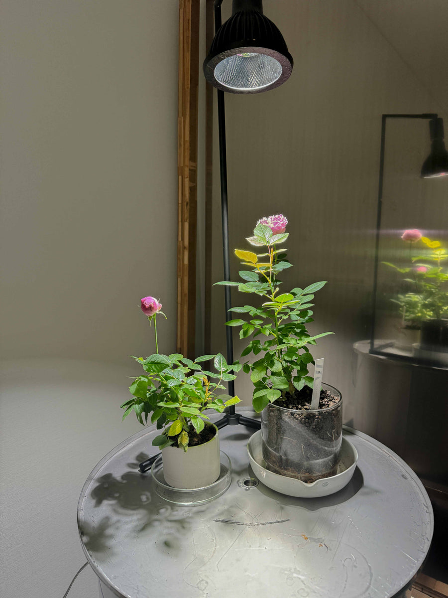 IMG_1010_1200x1200.jpg?v=