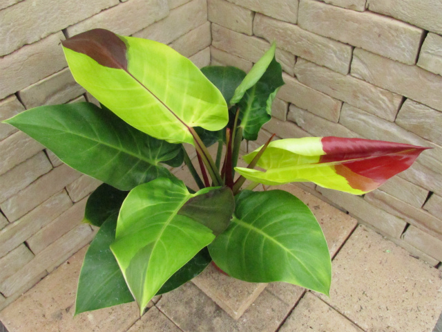 フィロデンドロン インペリアル・イエローフレーム 画像の現品個体