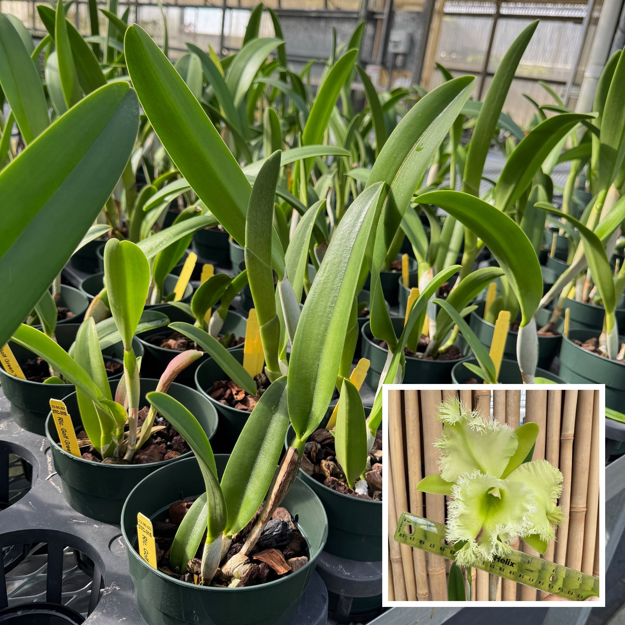 Rlc. Golf Green 'Hair Pig' JC/AOS (5