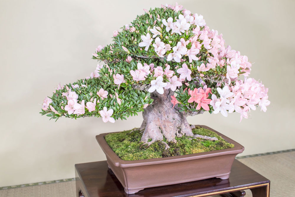 日光（にっこう）｜皐月盆栽 ｜ 盆栽芸術家・秋山実（BONSAI Artist