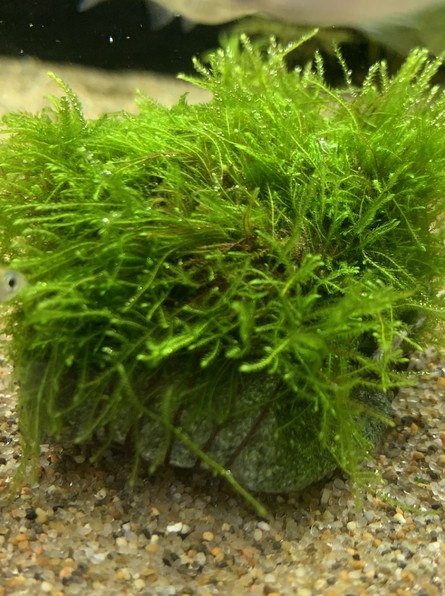 流木や岩に活着して育つ水草です 【アクアフィールド】熱帯魚・水草の