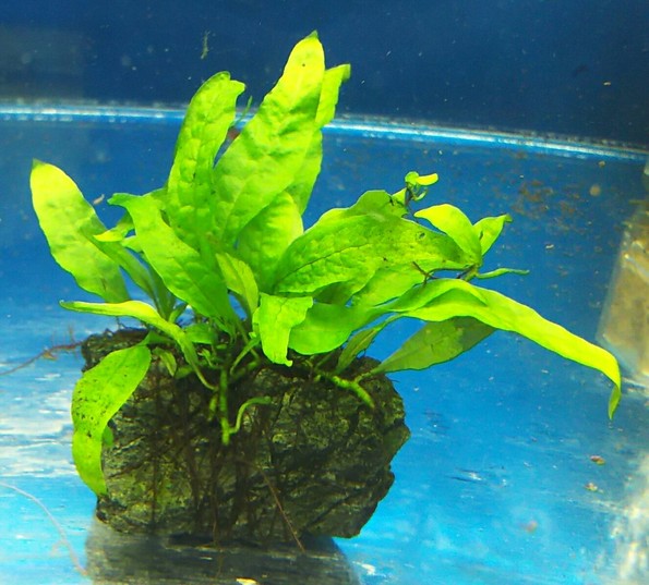 流木や岩に活着して育つ水草です 【アクアフィールド】熱帯魚・水草の