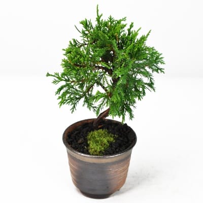 ミニ糸魚川真柏の盆栽を販売｜盆栽妙 – 盆栽妙 本店