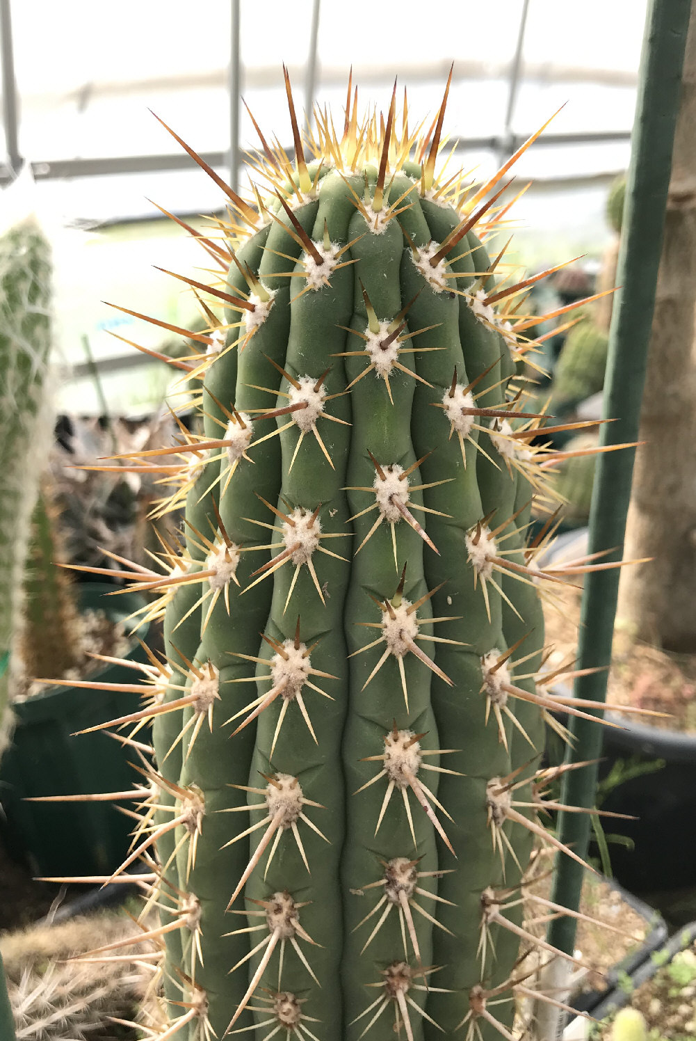 エキノプシス属（トリコケレウス属）／柱サボテンの栽培種プロフィール