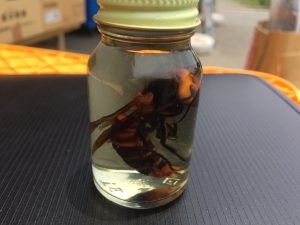 スズメバチの焼酎漬け｜富士コーポレーション株式会社