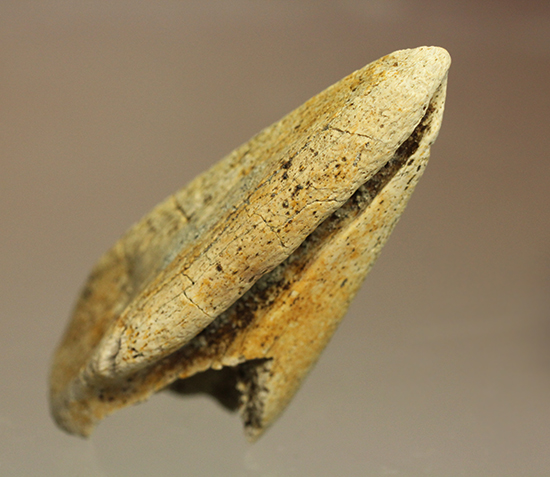 新着化石 パキケファロサウルス爪化石(Pachycephalosaurus) | 化石