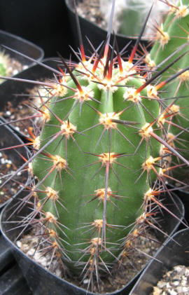 ネオライモンディア属／柱サボテンの栽培種プロフィール／ぱんさの