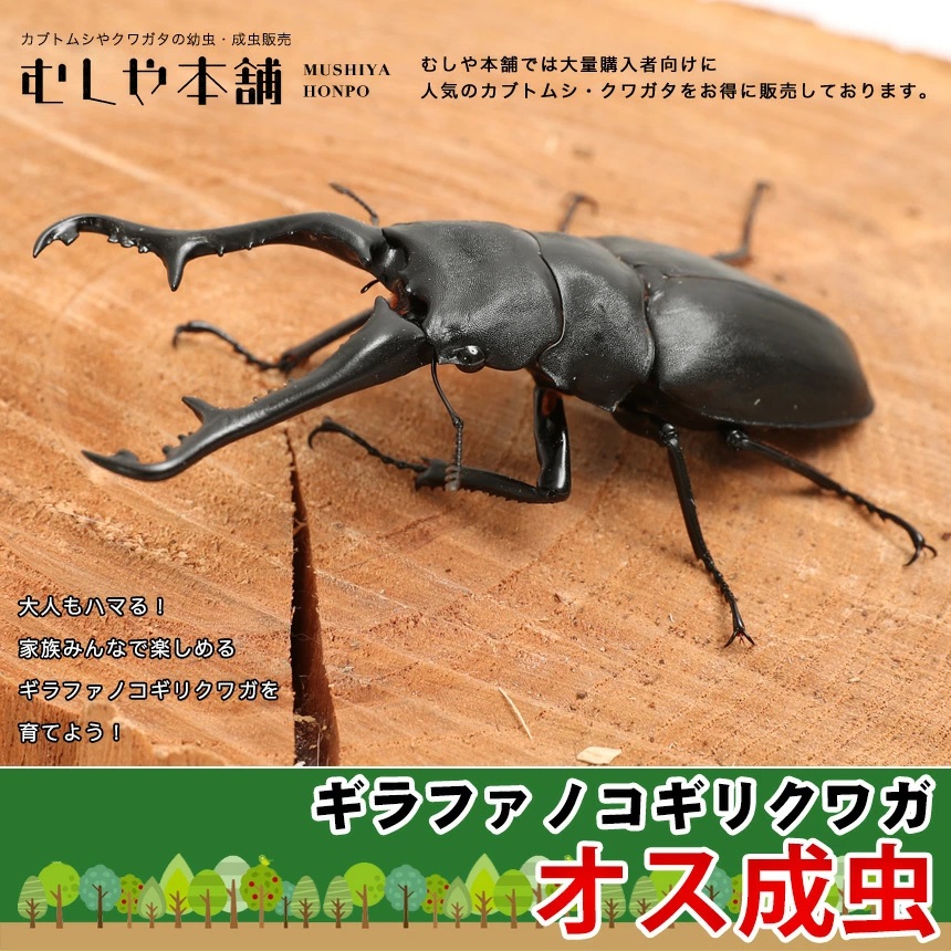 超特大サイズ ギラファノコギリクワガタ 成虫 オス ブリード品