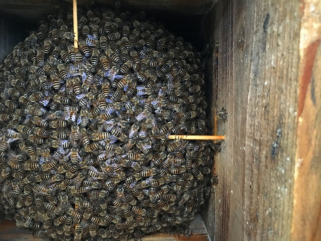 日本ミツバチ巣箱の内部検査（内検）をしました。 | Prezeal(プレジール)