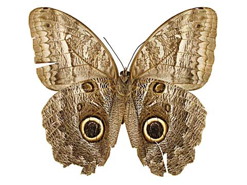 フクロウチョウ 額入り フクロウチョウ 額入り フクロウの蝶の羽：額