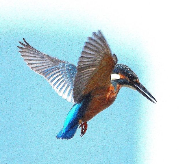 因島で見た野鳥【131】カワセミ まぼろしの魚影を追う