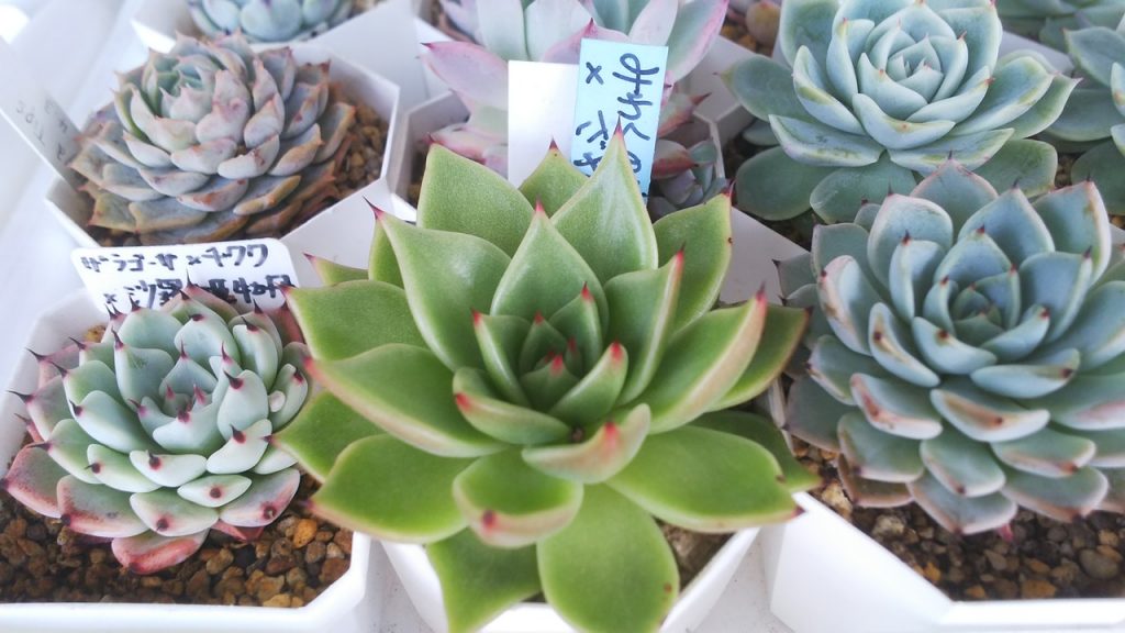 おらいさん苗を買いたい！ | こゆきさんちの多肉ちゃん
