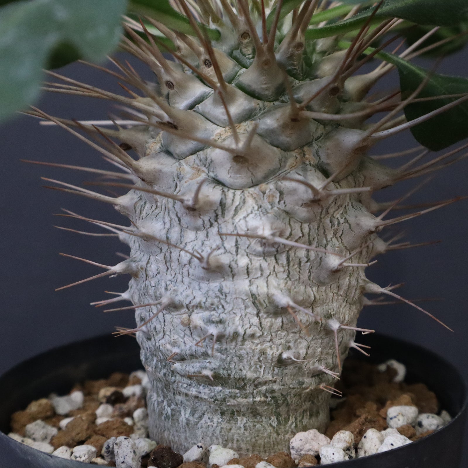 P.ナマクアナム 光堂（実生）14 – TaiShoDo ONLINE SHOP