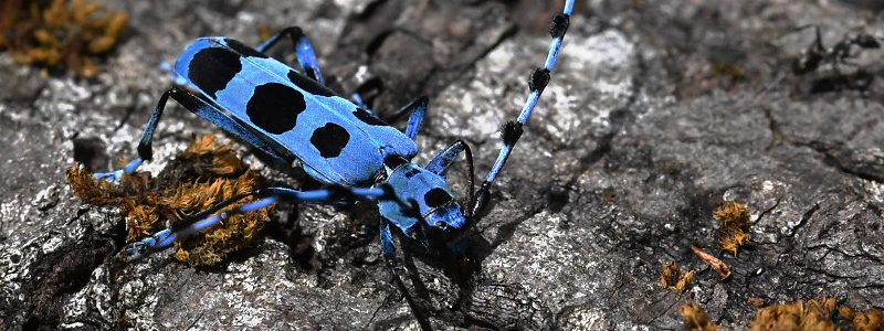 ルリボシカミキリ – TAJIMANIA Sanctuary