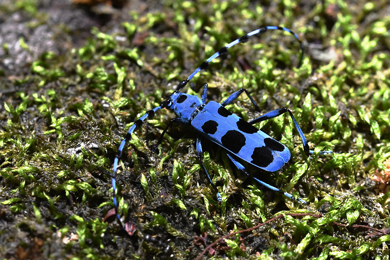 ルリボシカミキリ – TAJIMANIA Sanctuary
