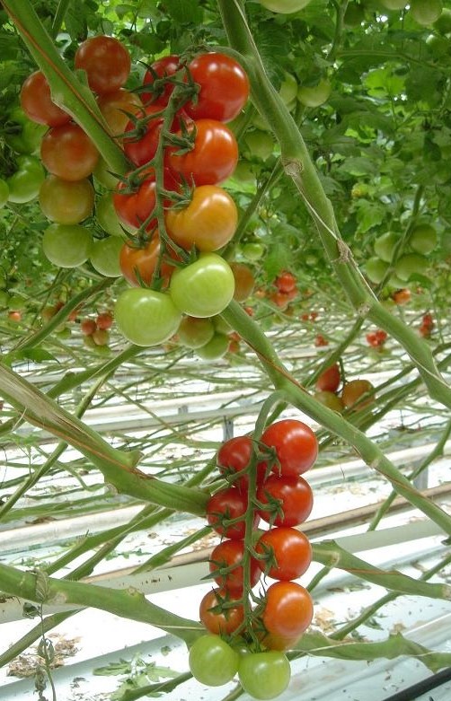 高田種苗オンライン / アモロッソ Amoroso RZ 100粒袋