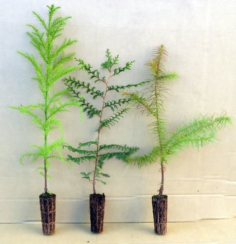 ポットレスコンテナ230 | 商品紹介 | タキイ農業資材オンライン