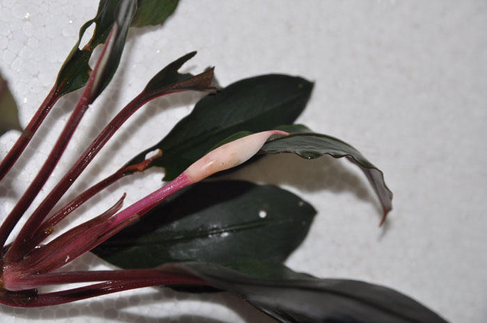 ☆入荷情報 新産地ブセファランドラ sp.